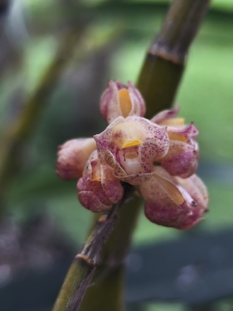 Dendrobium bicameratum photo 2