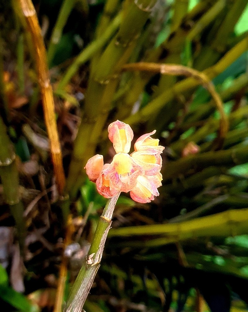 Dendrobium bicameratum photo 3