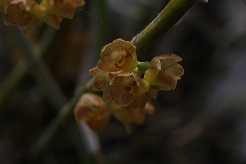 Dendrobium bicameratum photo 5