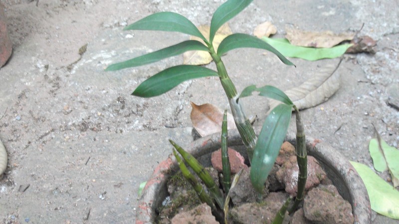 Dendrobium bicameratum
