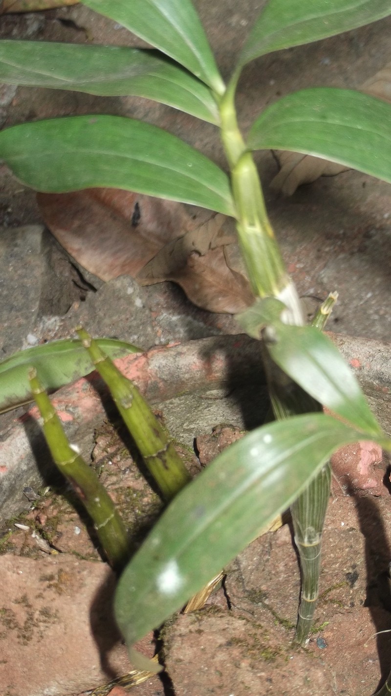 Dendrobium bicameratum photo 6