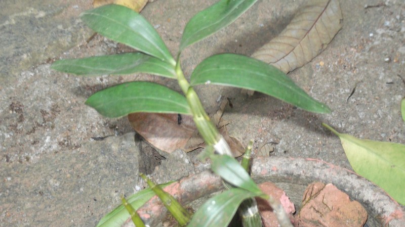 Dendrobium bicameratum photo 7
