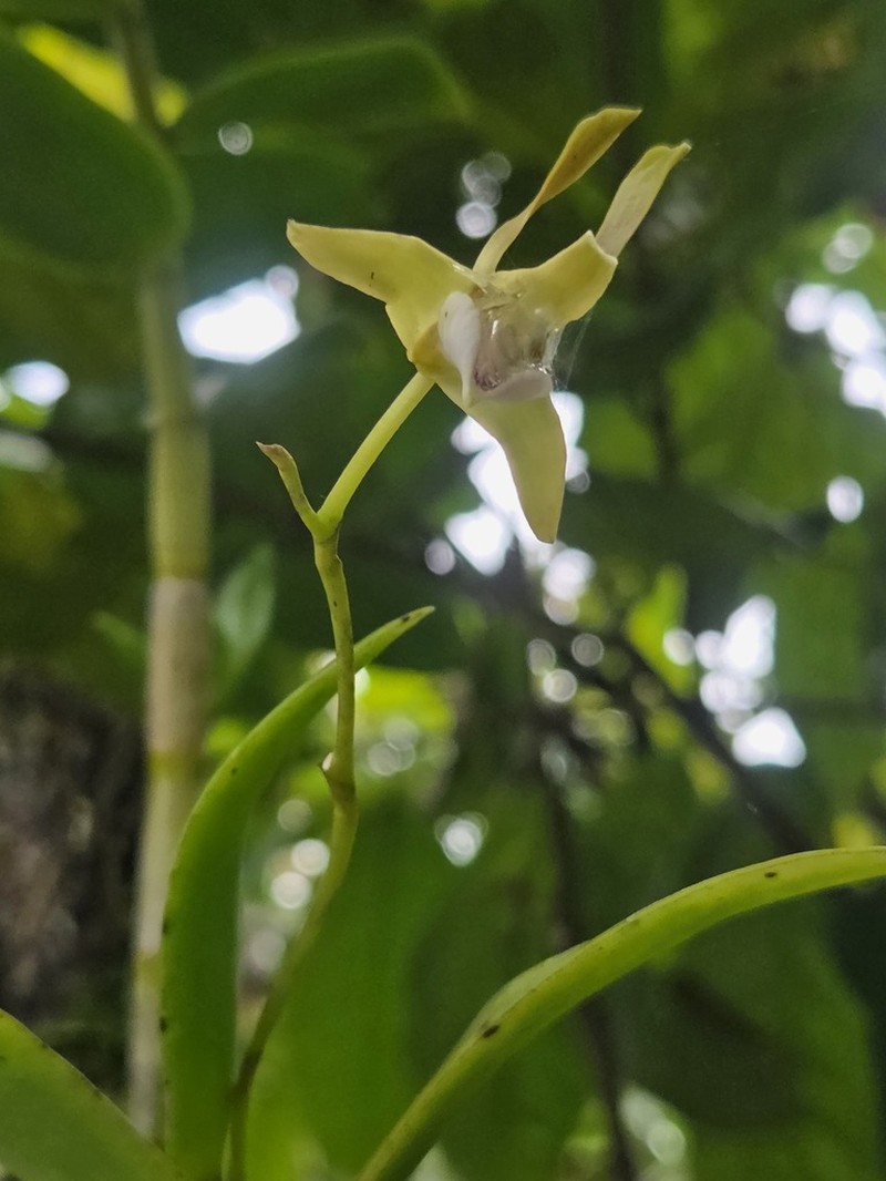 Dendrobium bicaudatum