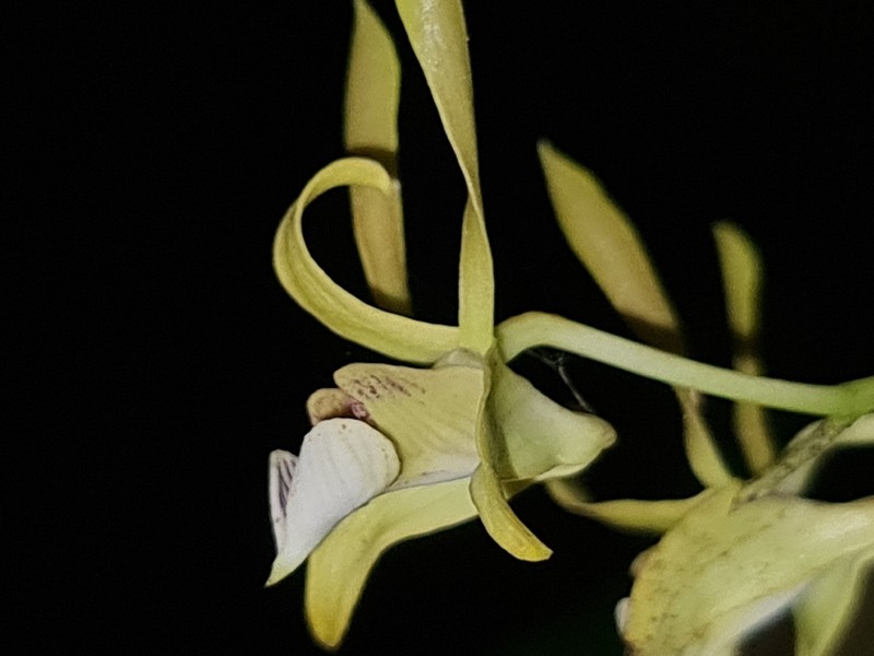 Dendrobium bicaudatum photo 2
