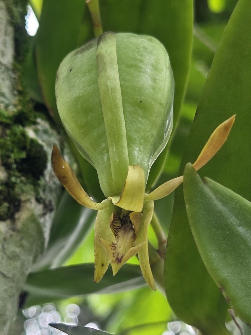 Dendrobium bicaudatum photo 3