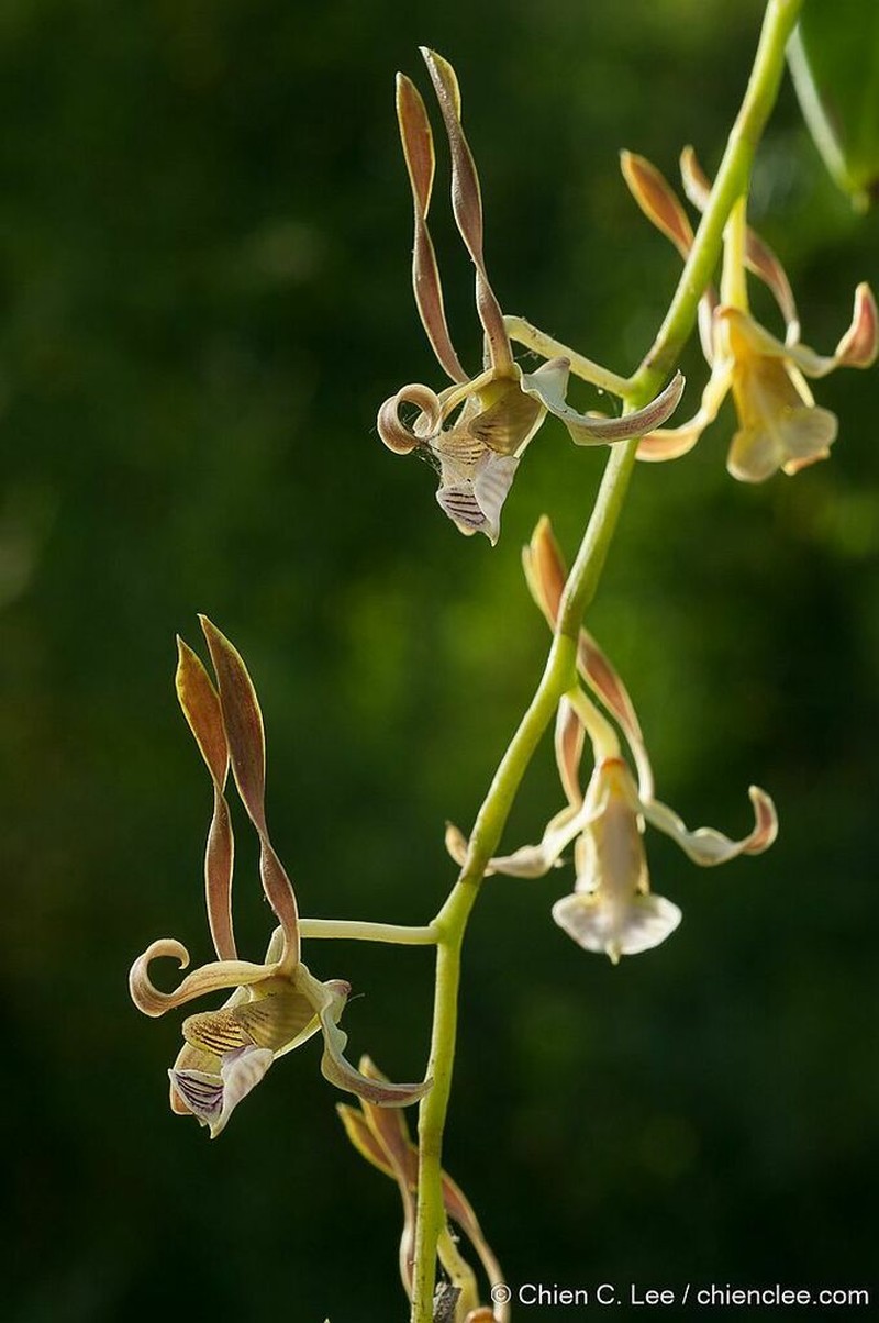 Dendrobium bicaudatum photo 4