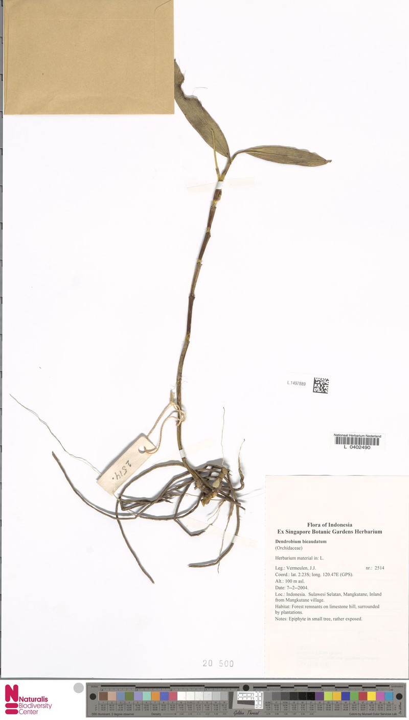 Dendrobium bicaudatum photo 7