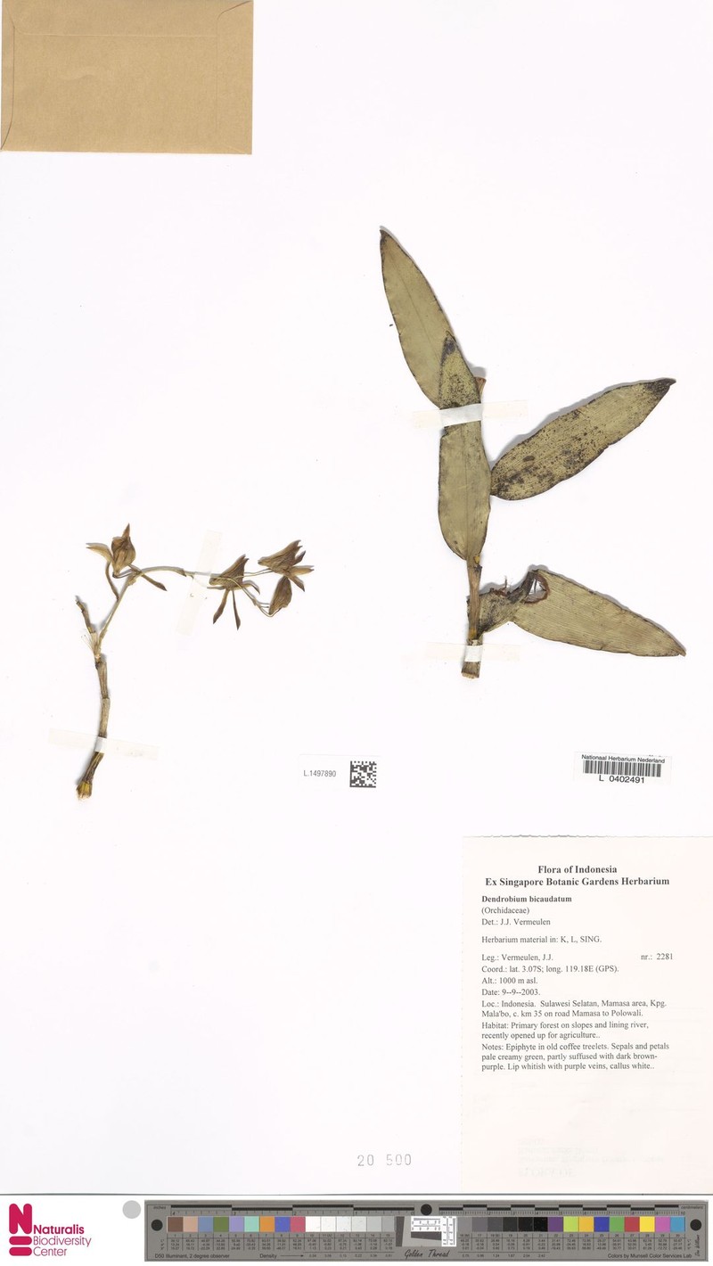 Dendrobium bicaudatum photo 8