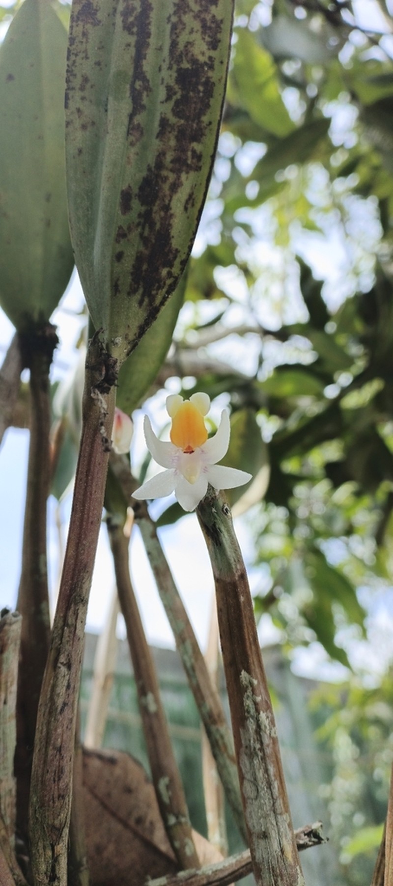 Dendrobium bicostatum photo 2
