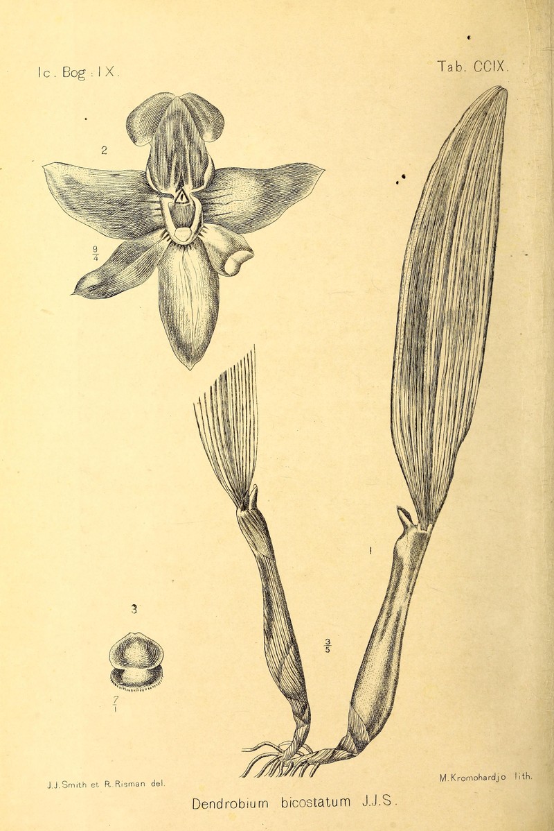 Dendrobium bicostatum