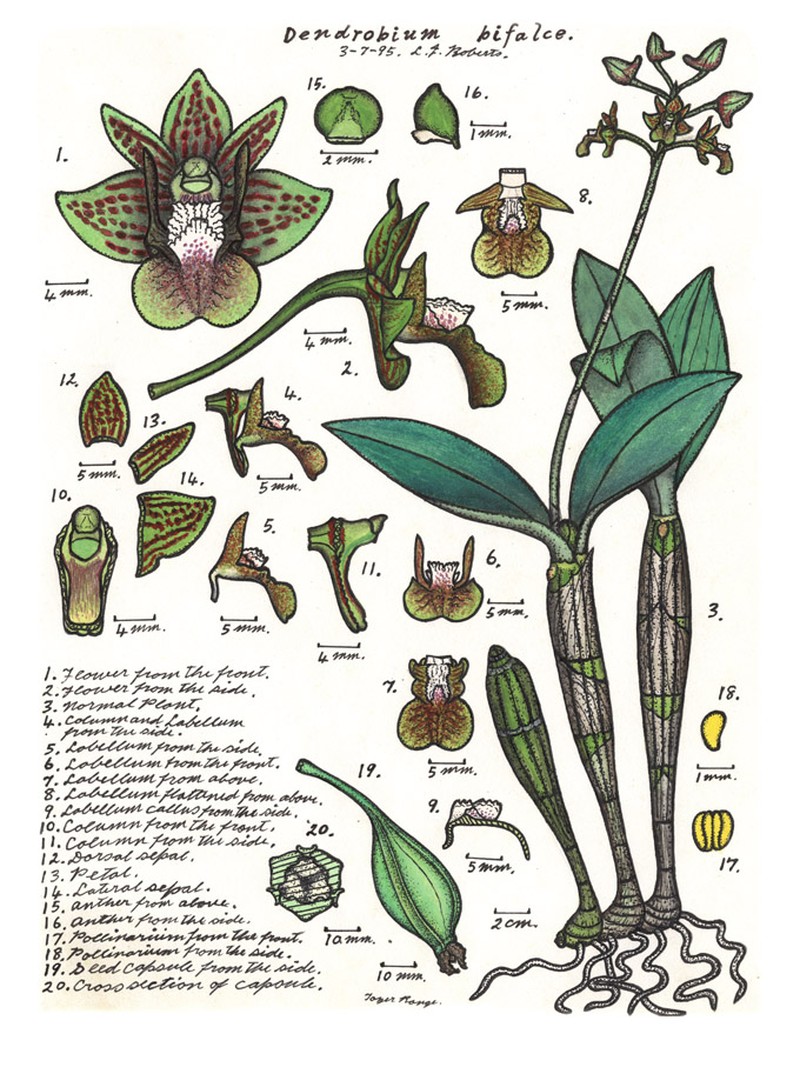 Dendrobium bifalce photo 2