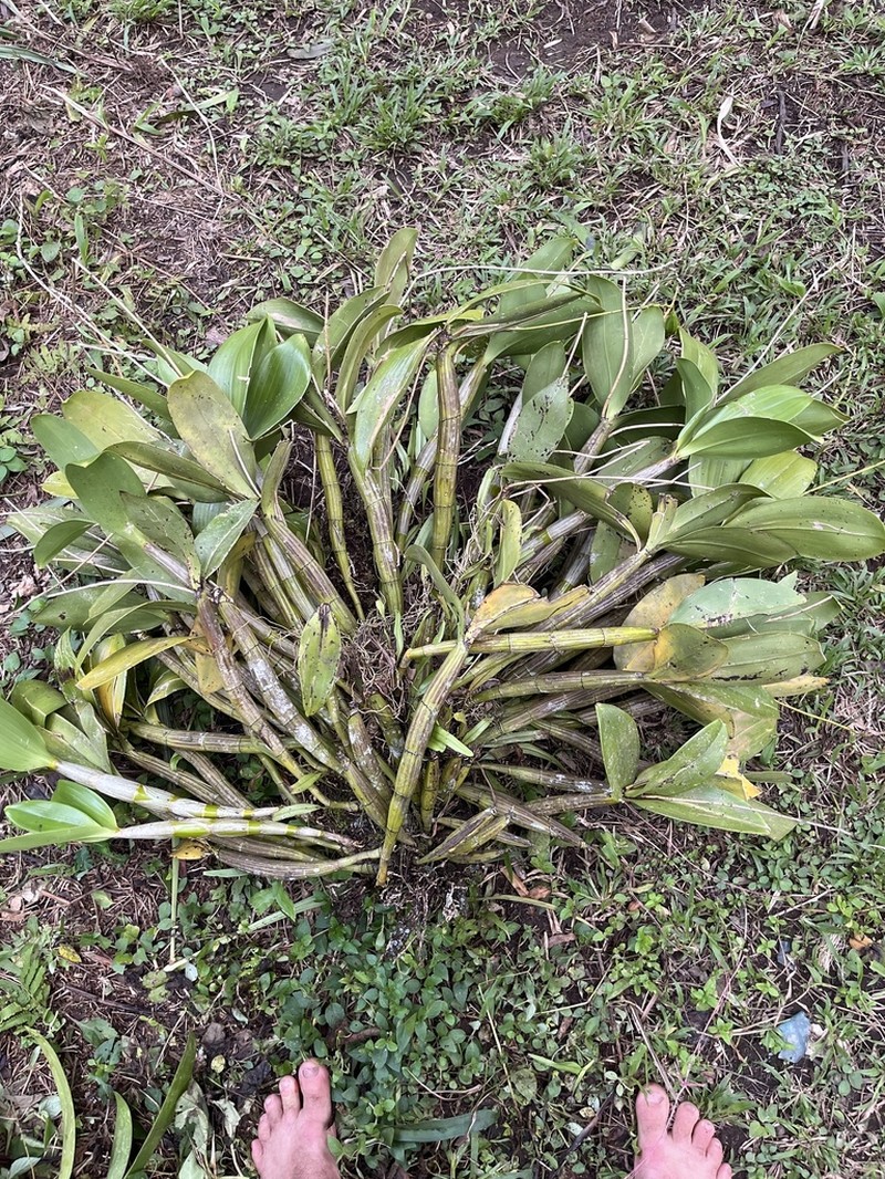 Dendrobium bifalce photo 3