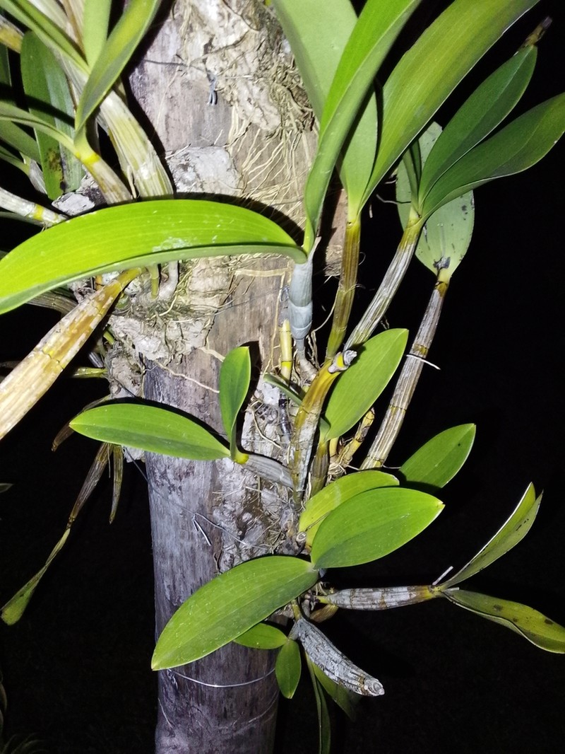 Dendrobium bifalce photo 4