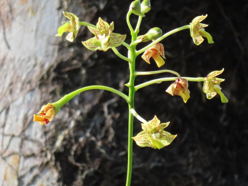 Dendrobium bifalce photo 5
