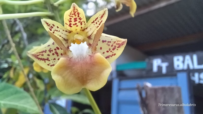 Dendrobium bifalce photo 6