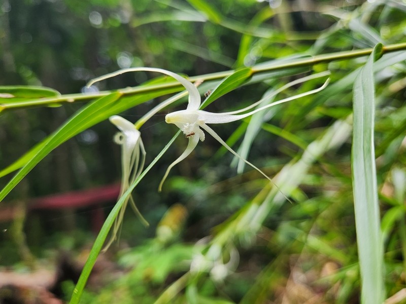 Dendrobium biflorum