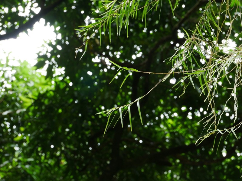 Dendrobium biflorum photo 2