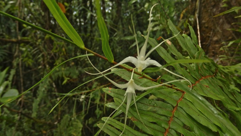 Dendrobium biflorum photo 3
