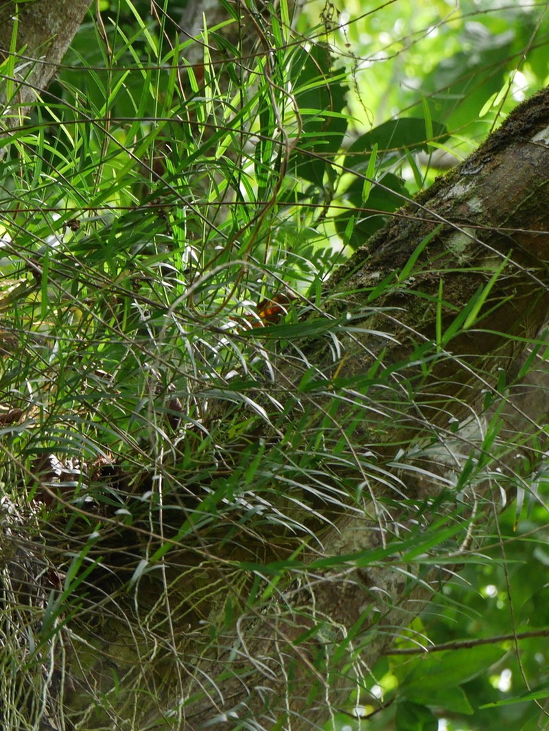 Dendrobium biflorum photo 4