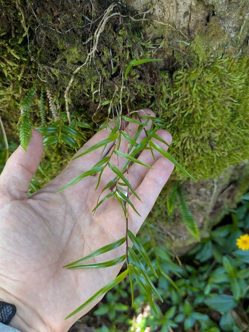 Dendrobium biflorum photo 5
