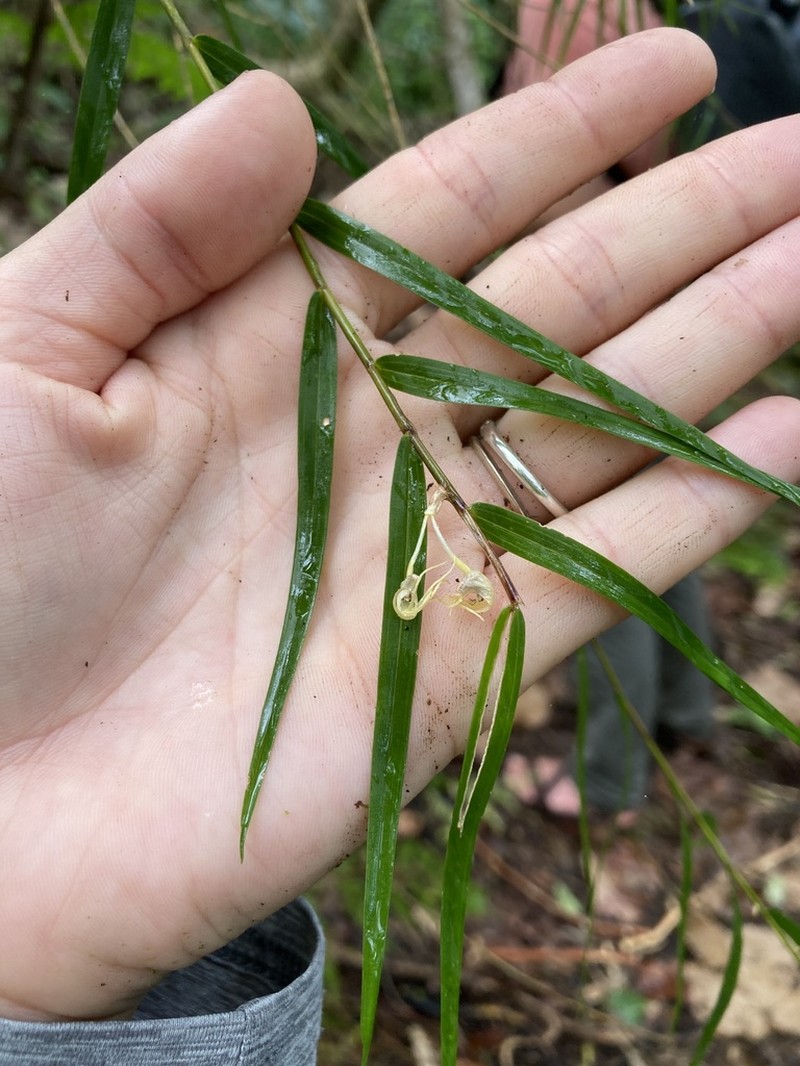 Dendrobium biflorum photo 6