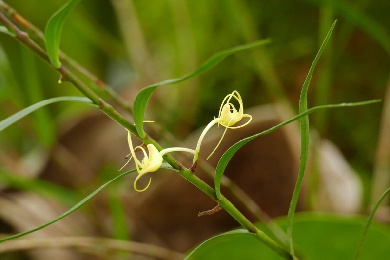 Dendrobium biflorum photo 8
