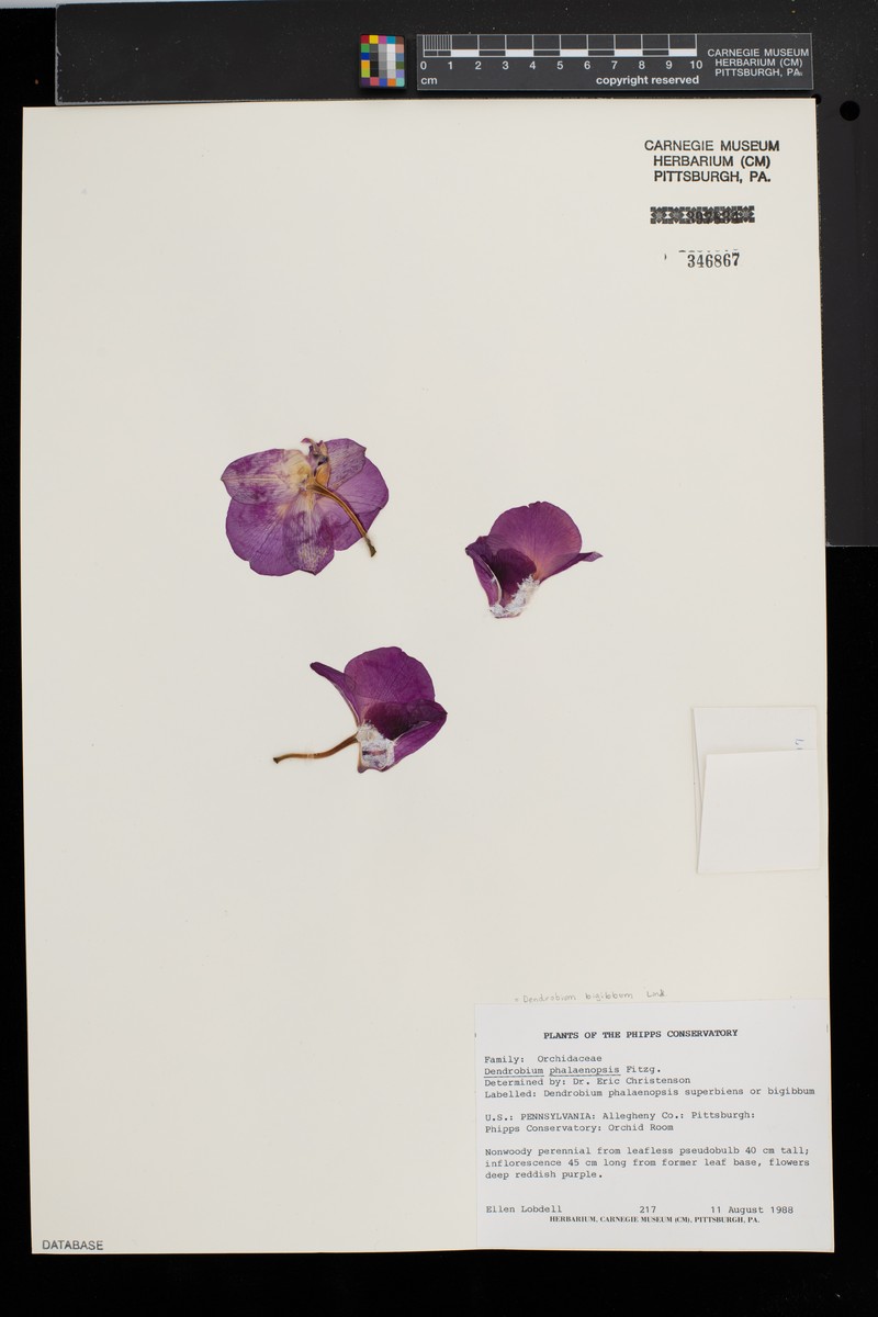 Dendrobium bigibbum var. superbum