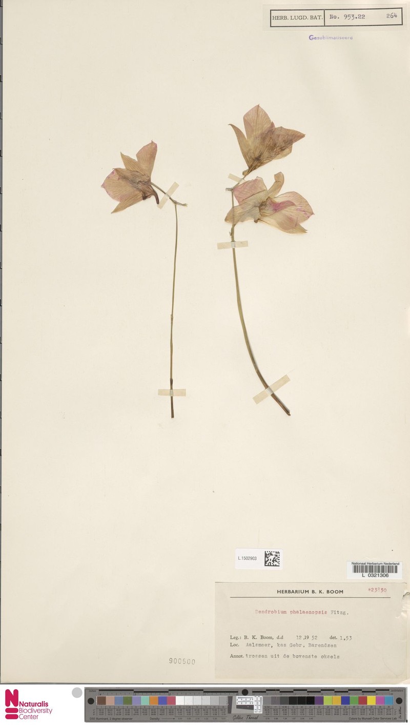 Dendrobium bigibbum var. superbum photo 2