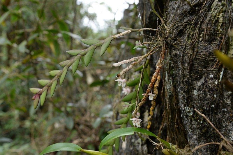 Dendrobium bilobulatum