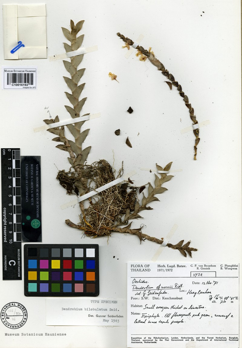 Dendrobium bilobulatum photo 2