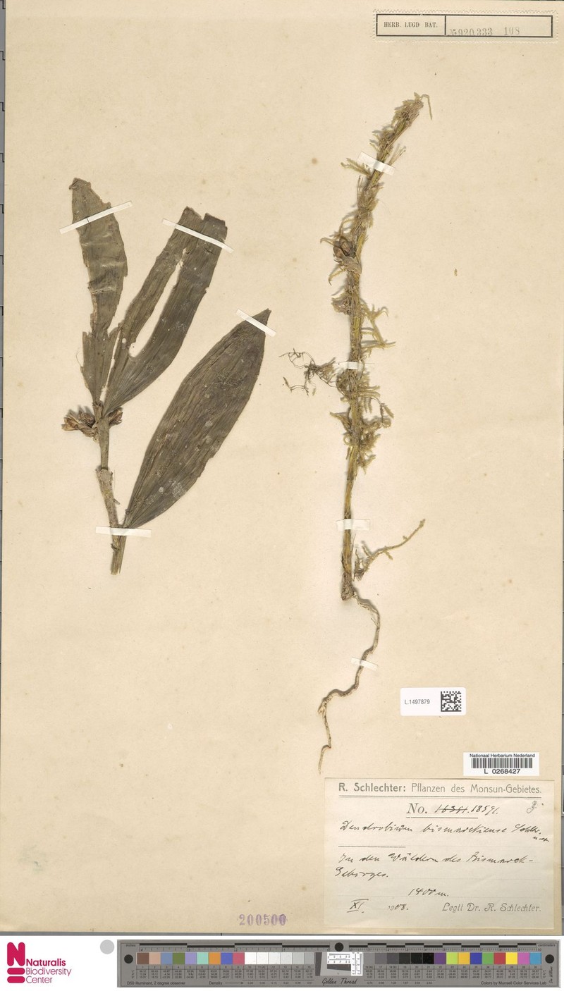Dendrobium bismarckiense