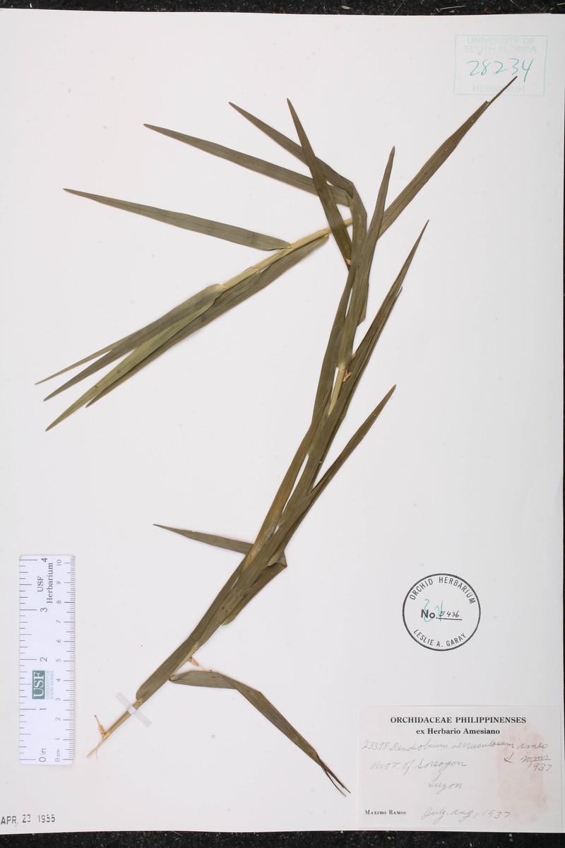 Dendrobium blanche-amesiae