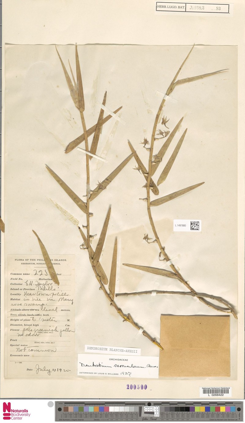 Dendrobium blanche-amesiae photo 2