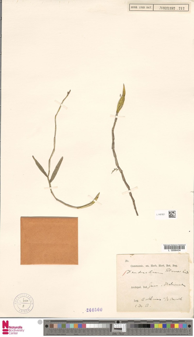 Dendrobium blumei photo 5