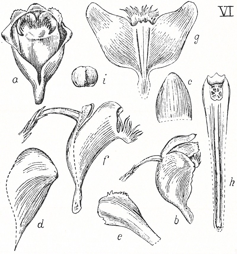 Dendrobium blumei