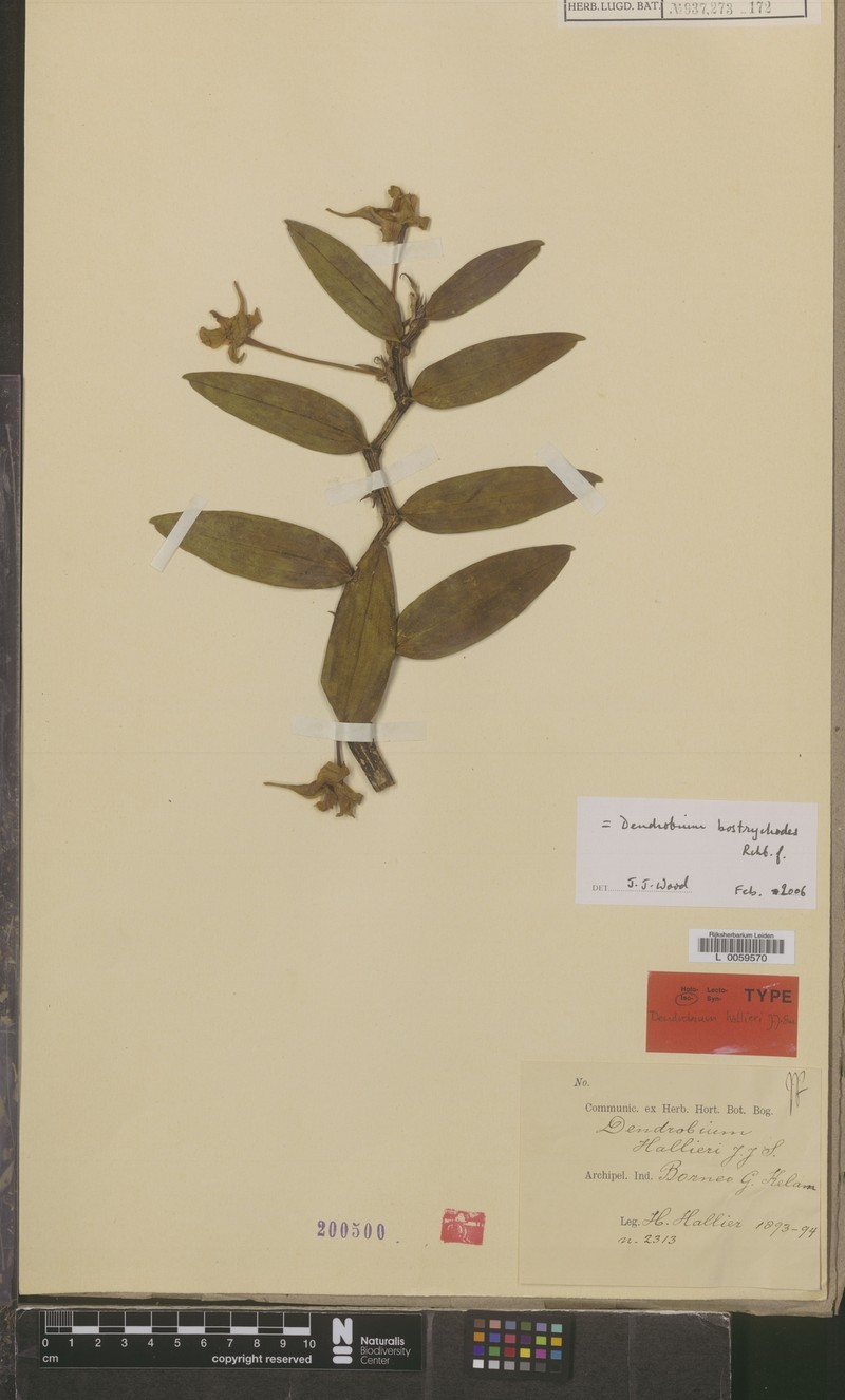 Dendrobium bostrychodes