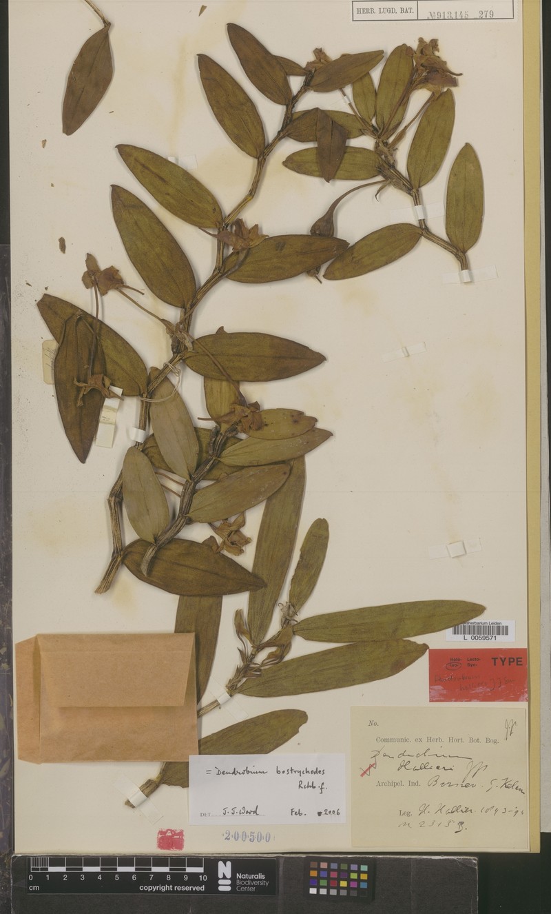 Dendrobium bostrychodes photo 2