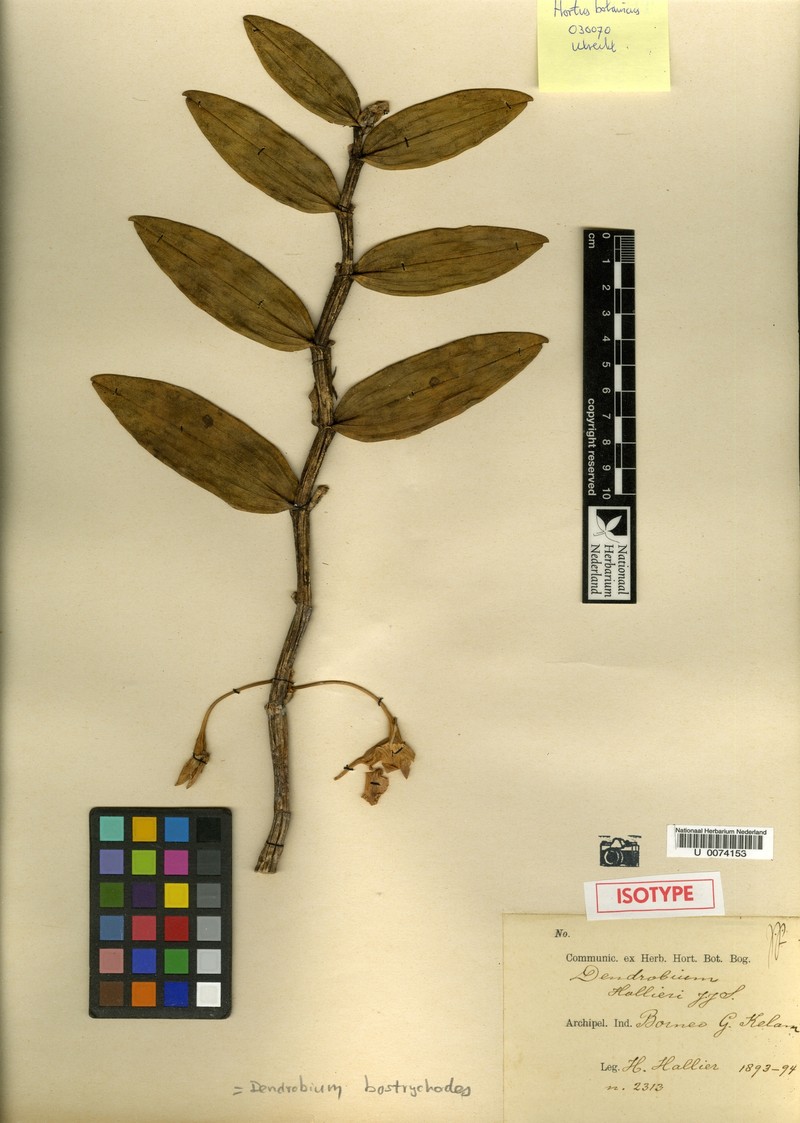 Dendrobium bostrychodes photo 3