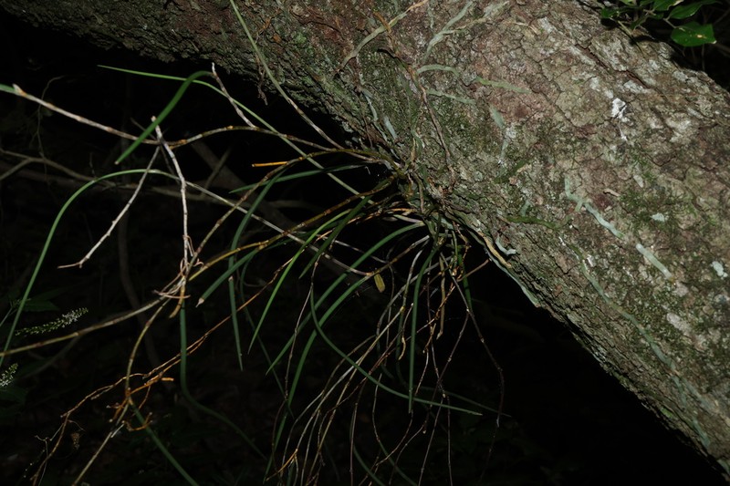 Dendrobium bowmanii