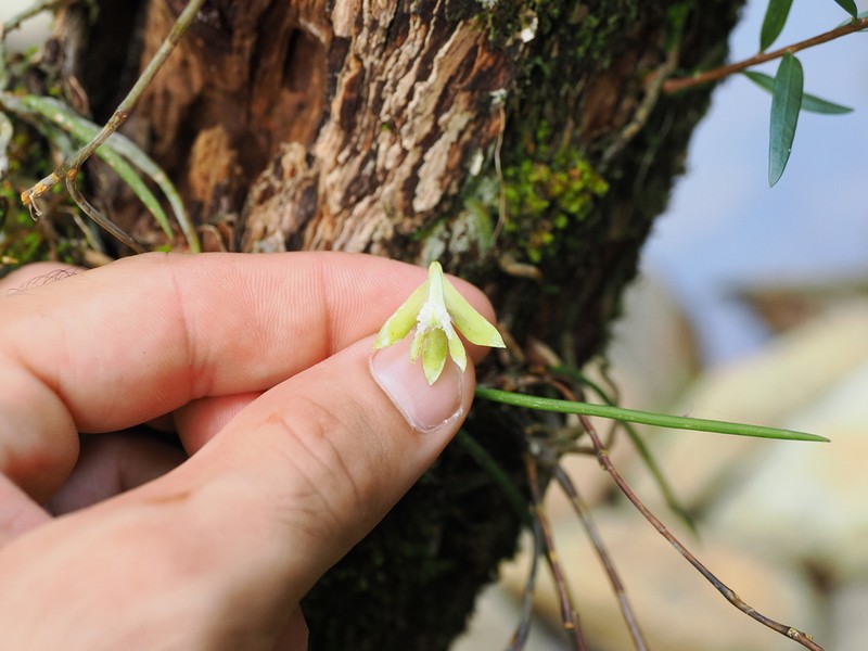 Dendrobium bowmanii photo 3