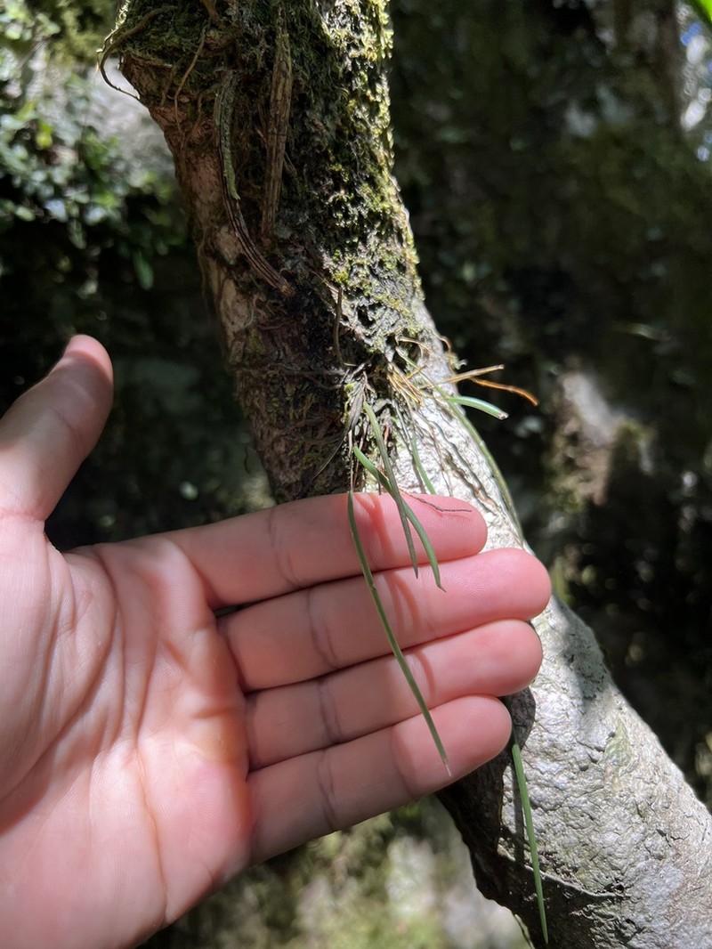 Dendrobium bowmanii photo 4