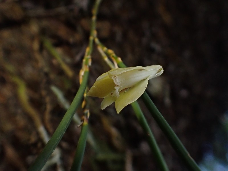 Dendrobium bowmanii photo 5