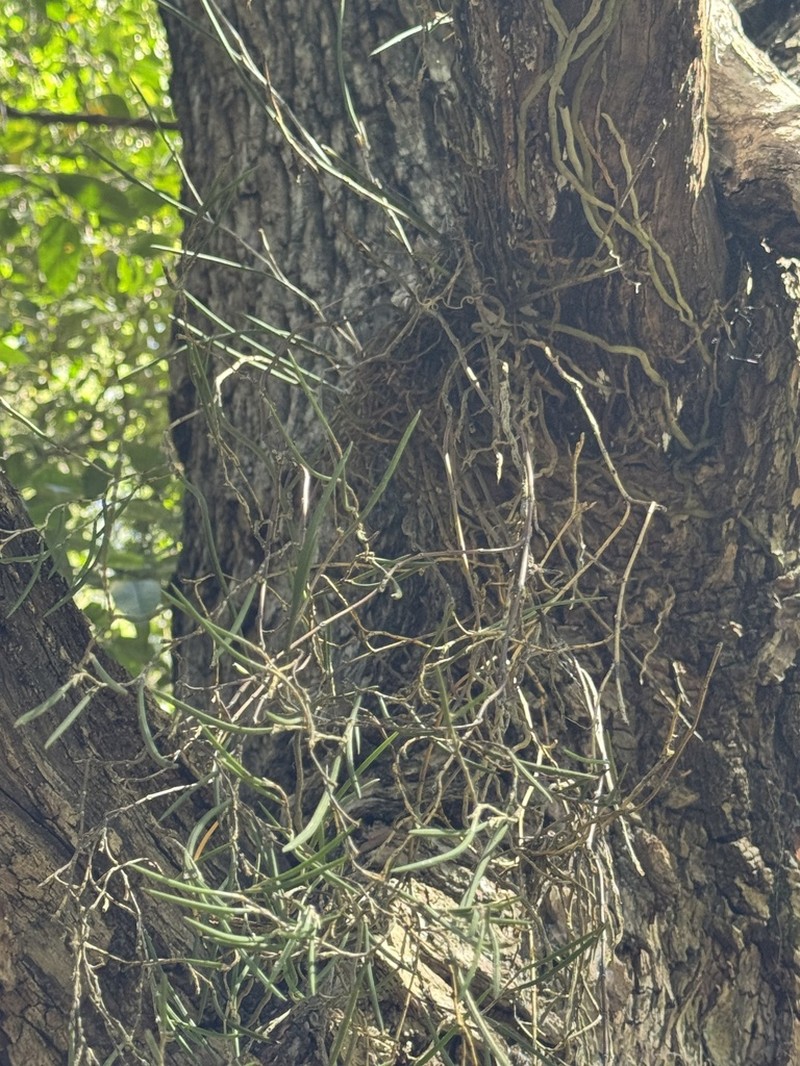 Dendrobium bowmanii photo 6