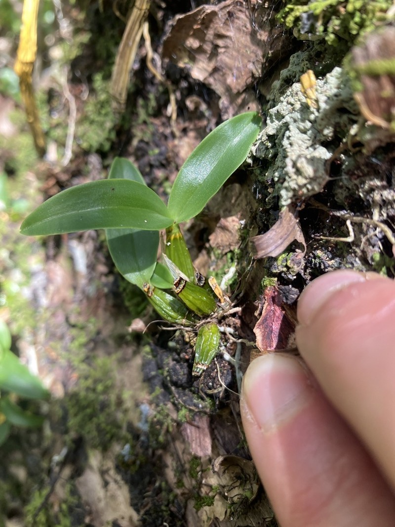Dendrobium brachypus