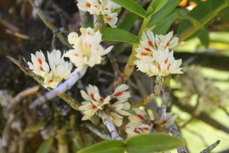 Dendrobium bracteosum photo 2
