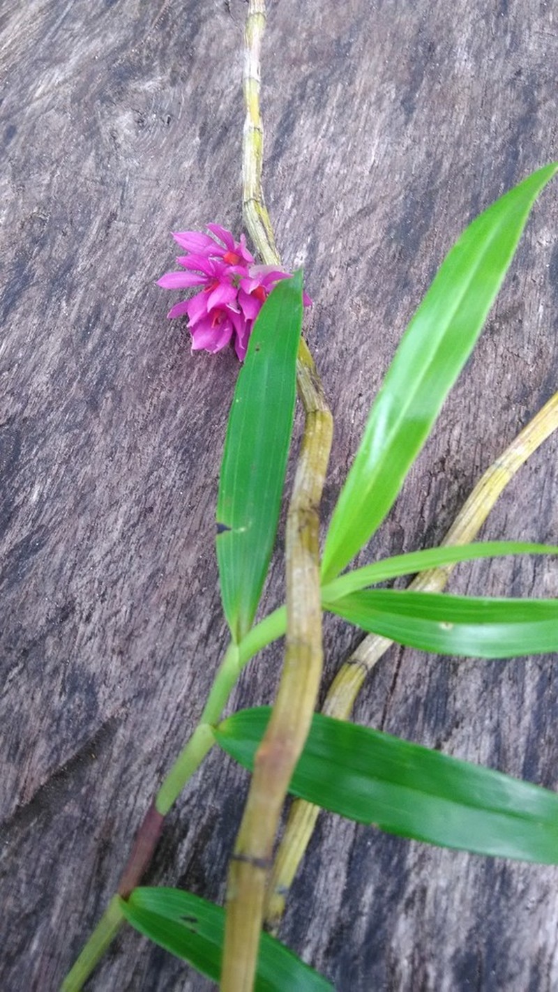 Dendrobium bracteosum photo 3