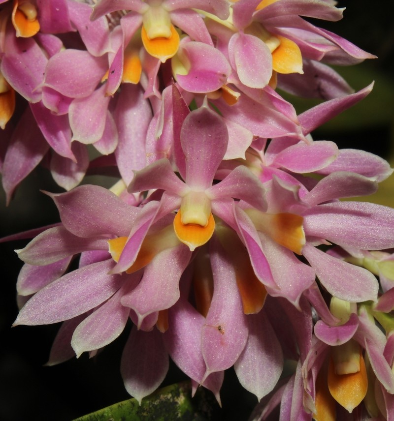 Dendrobium bracteosum photo 4