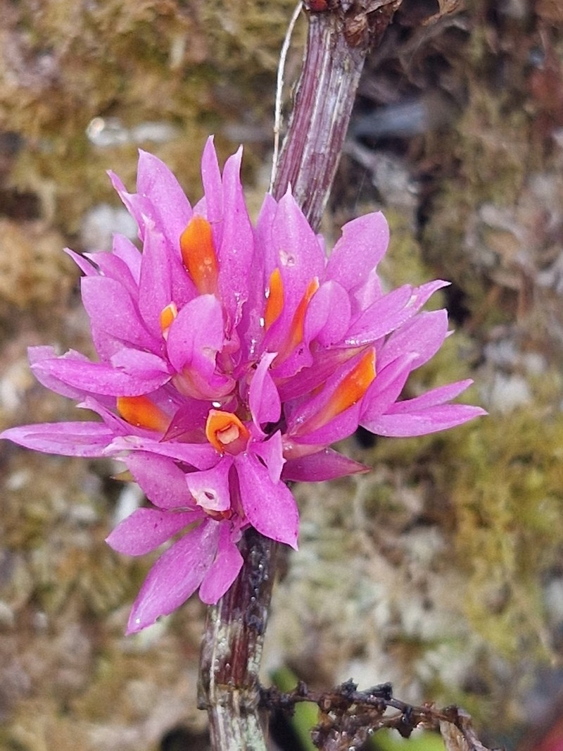 Dendrobium bracteosum photo 5