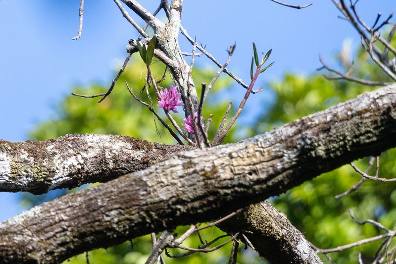 Dendrobium bracteosum photo 6