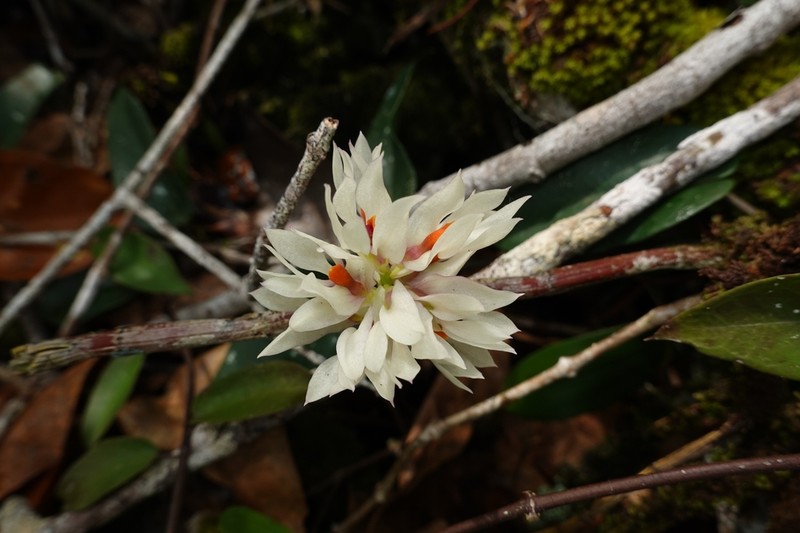 Dendrobium bracteosum photo 7